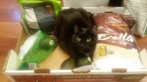 cat sitting in a box with groceries