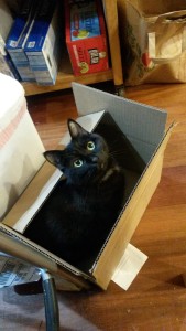 cat sitting in a box