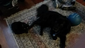 dog and cat sitting on a rug