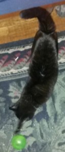 cat playing with food toy