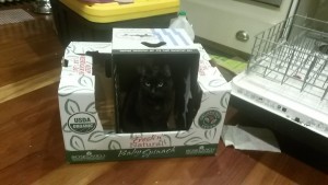 cat sitting in an empty produce box