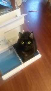 cat sitting in an empty electronics box