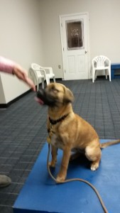 Puppy sitting on a wooden platform