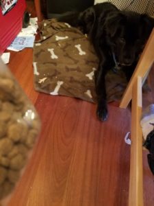 Dog lying on a blanket with food being held in foreground