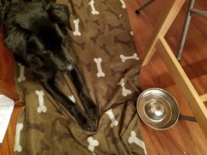 dog lying on a blanket next to empty food bowl.