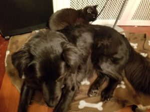 Dog and cat lying on a blanket