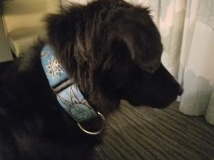 Black dog wearing wide blue collar