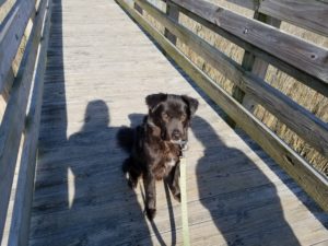 Dog sits on wooden pier facing into sun with human shadows over him.