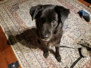 Sirius Black sitting on a rug