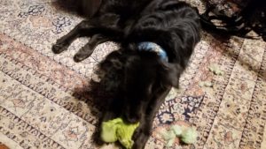 Sirius tearing apart a green stuffed toy