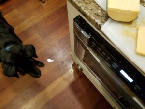 Dog stands on floor near counter with cheese on a cutting board.