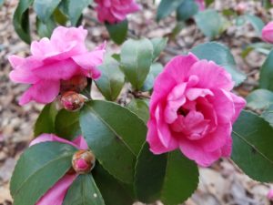Pink camellias 