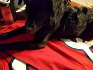 Dog lying on a red blanket
